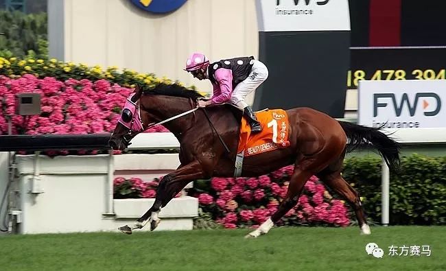 2024今晚香港開特馬開什么,探索香港賽馬文化，2024今晚特馬賽事展望