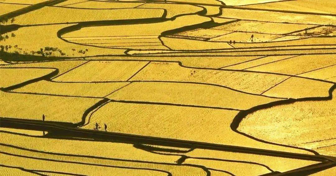 7777788888精準(zhǔn)跑狗圖,揭秘精準(zhǔn)跑狗圖，探索數(shù)字世界中的神秘77777與88888