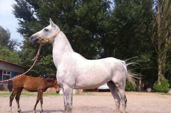 今晚準特馬,今晚準特馬，犯罪問題的探討