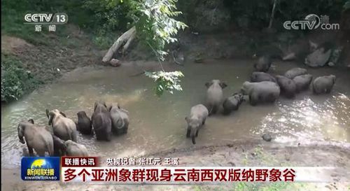 一碼一肖100中碼,一碼一肖與犯罪問題，揭示背后的真相