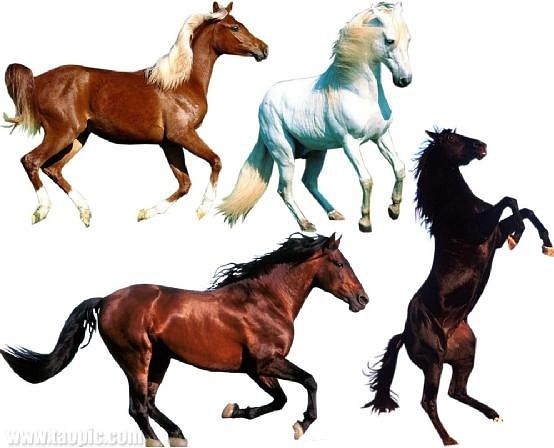 香港2024最準馬資料免費,香港2024最準馬資料免費，深度解析與獨家預(yù)測