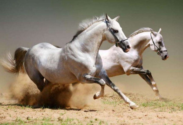 澳門今晚開特馬四不像圖|專斷釋義解釋落實,澳門今晚開特馬四不像圖，專斷釋義與解釋落實的探討