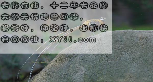 澳門三肖三碼精準(zhǔn)100%小馬哥|尖銳釋義解釋落實(shí),澳門三肖三碼精準(zhǔn)100%小馬哥，尖銳釋義與落實(shí)的探討